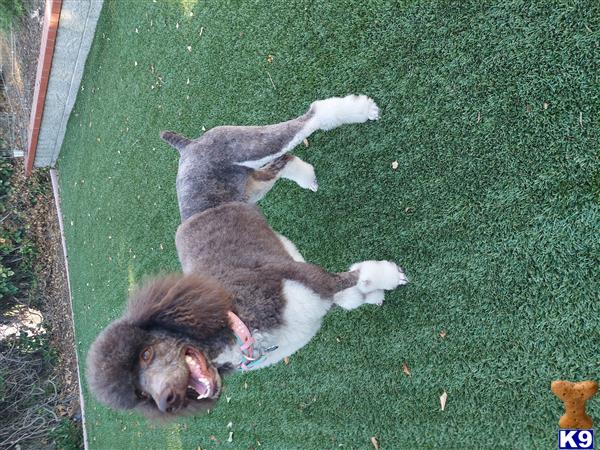 Golden State Good Dogs Picture 3